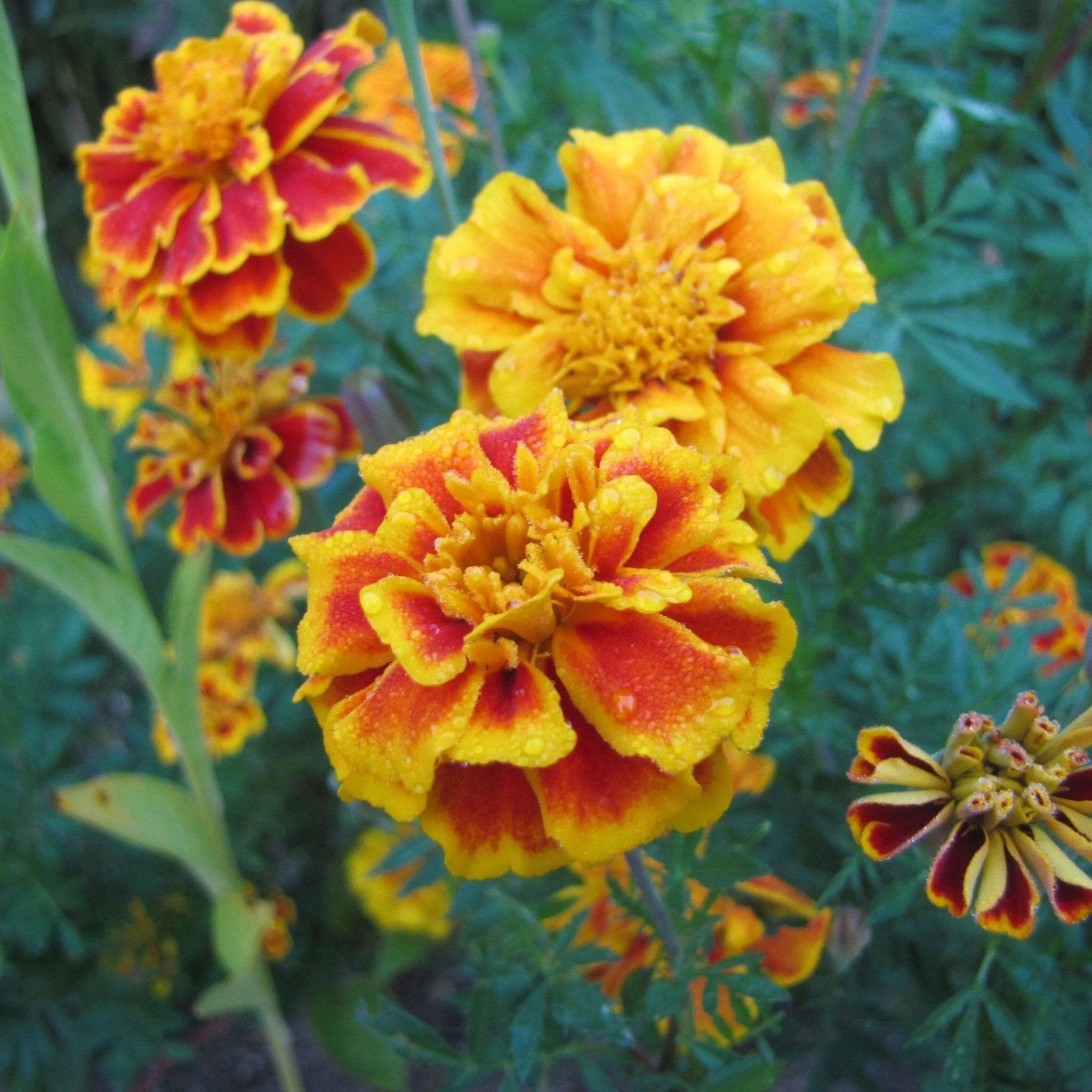 French Marigold Seed Pack